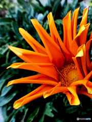 胸によみがえる