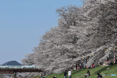 どこも花見の時期