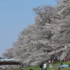 どこも花見の時期