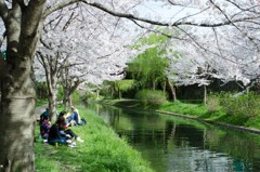 伏見桜
