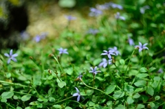 高地に咲く花