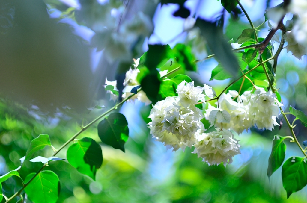 花弁のようで花弁でなくて