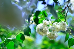 花弁のようで花弁でなくて