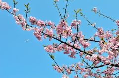 桜と空を飛ぶ