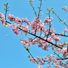 桜と空を飛ぶ
