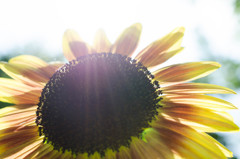 sunflower＊