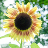 ＊sunflower
