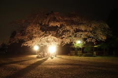 過去の花見