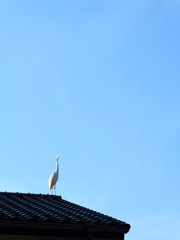 屋根にサギが…