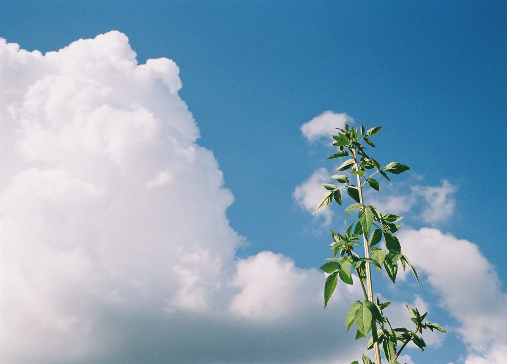 夏