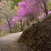 吉野のツツジ