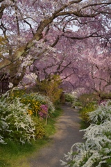 桜花繚乱