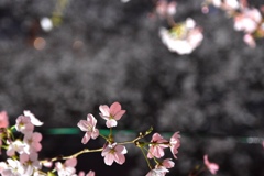 ほんのり桜色