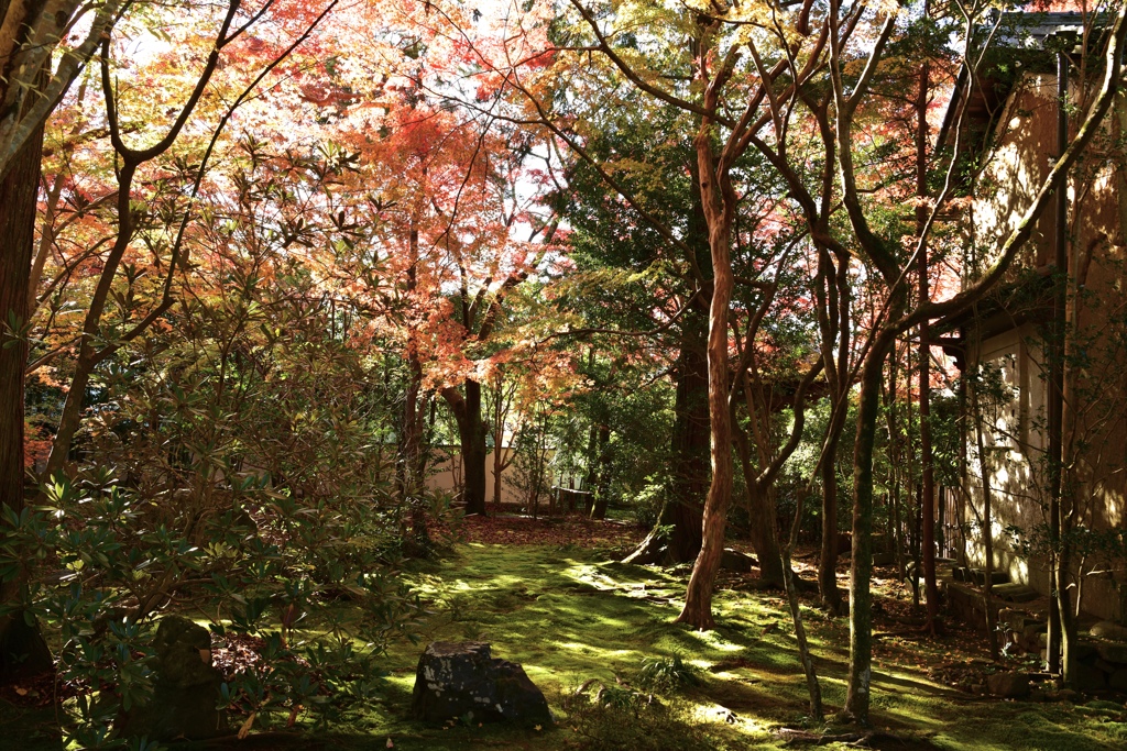 洛北紅葉その２