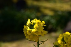 一足早く春