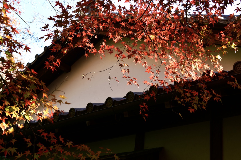 哲学の道・紅葉散策その2