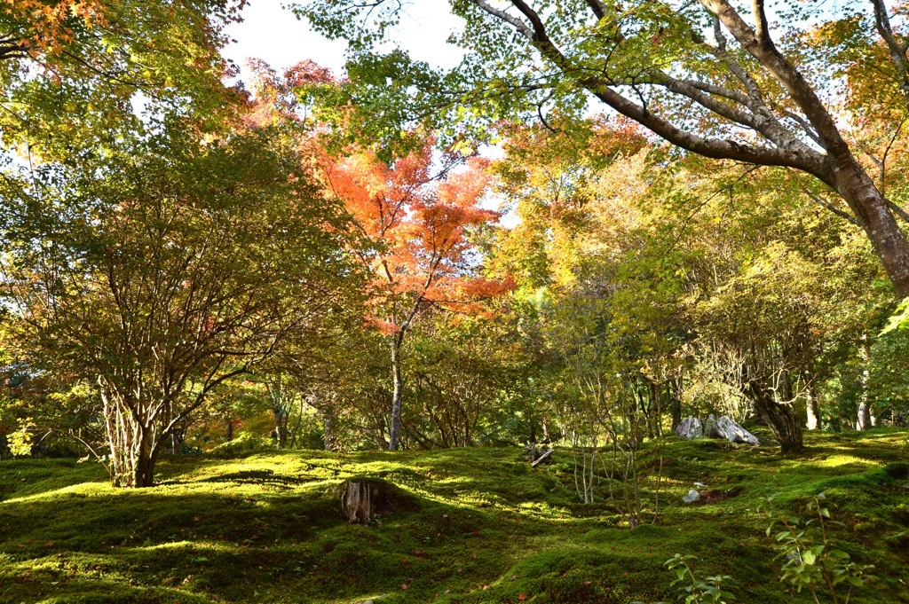 紅葉の合間に