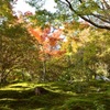 紅葉の合間に