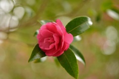 早咲きの山茶花