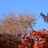 紅葉