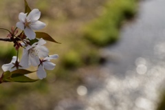 桜爛漫