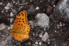 ヒョウ柄の蝶