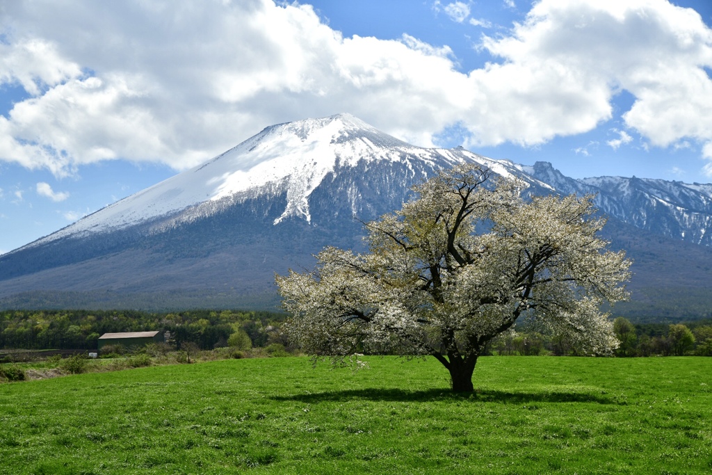 2018年見納めの桜1