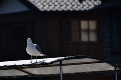 カモメの水平さん
