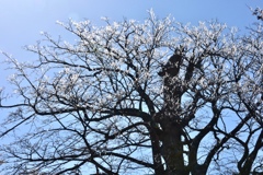 樹氷