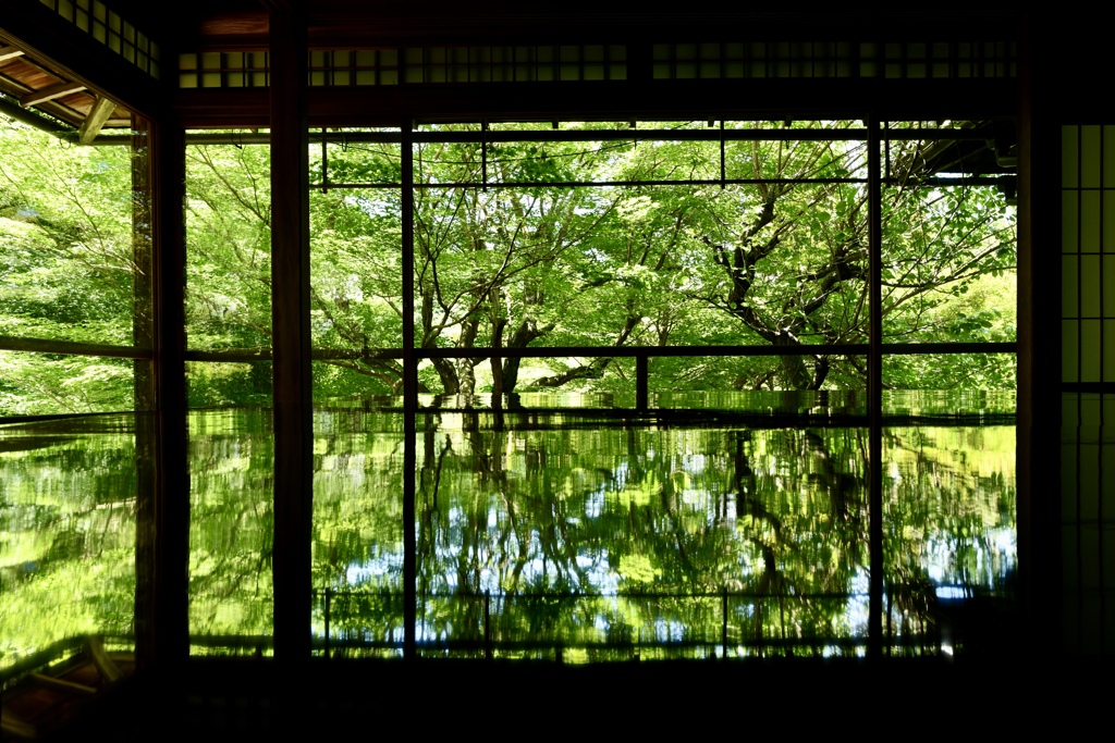 京都深緑2