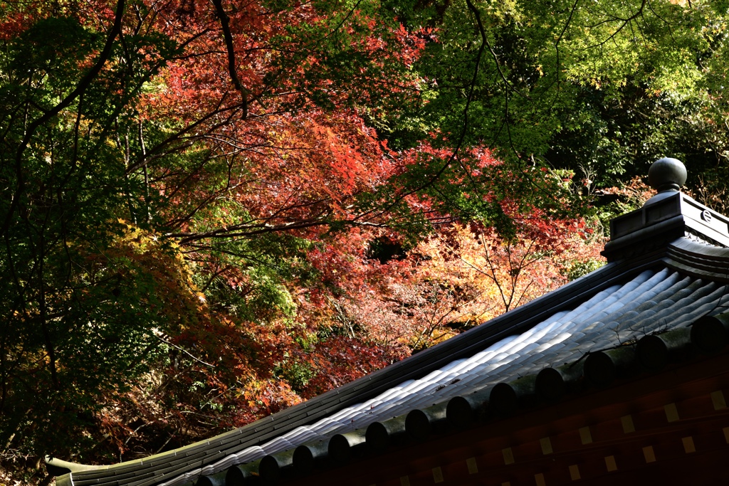 石龕寺紅葉2
