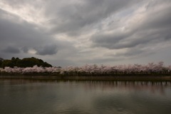 土手の桜