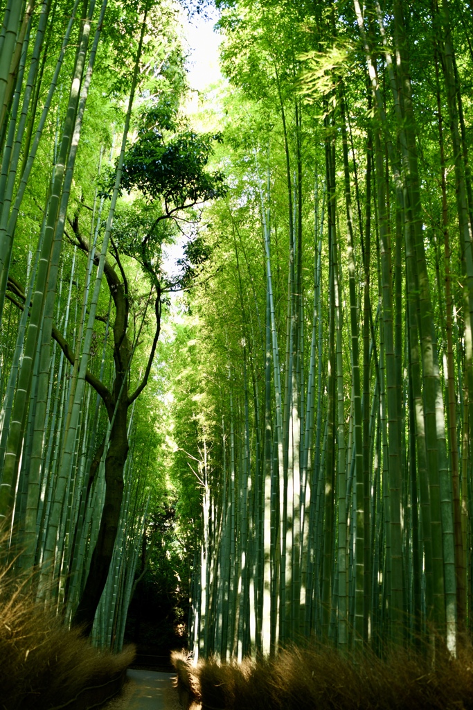 京都深緑3