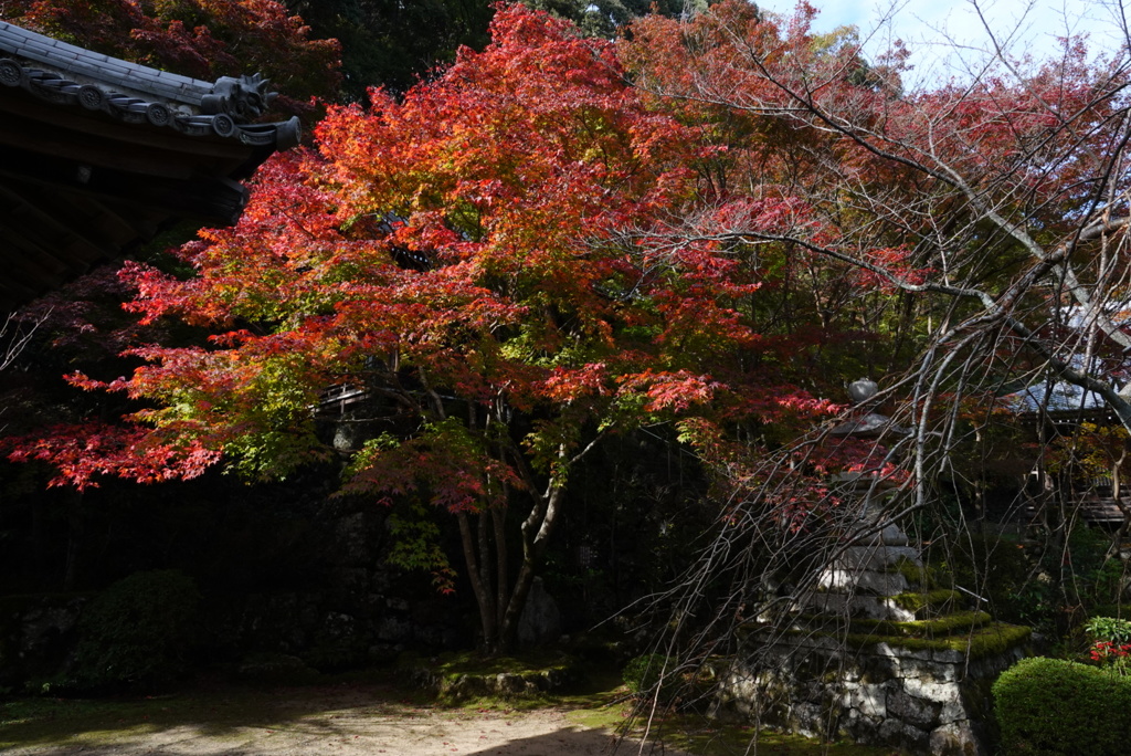 花の寺・紅葉3