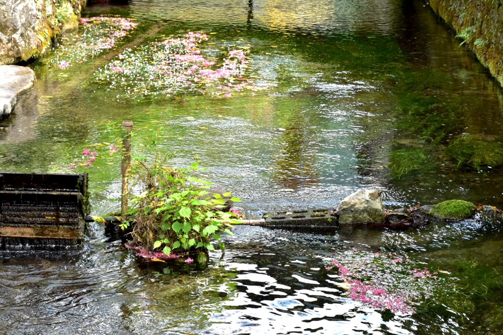 醒井宿疎水