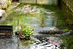 醒井宿疎水