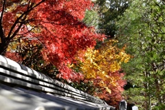 妙心寺退蔵院の紅葉