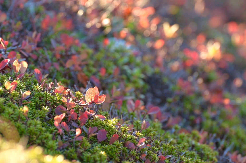 標高2700メートルの紅葉