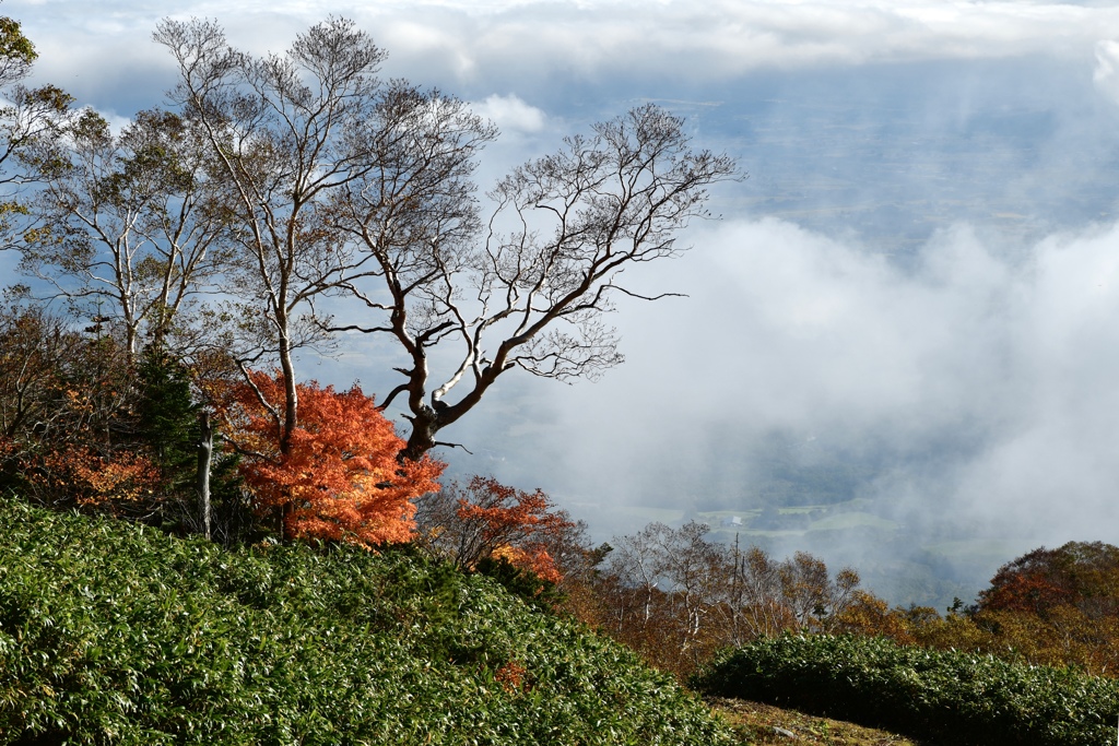 犬倉山・紅葉