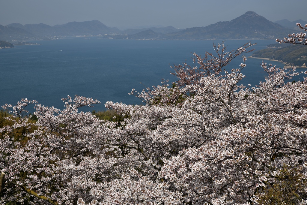 瀬戸の桜