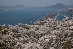瀬戸の桜
