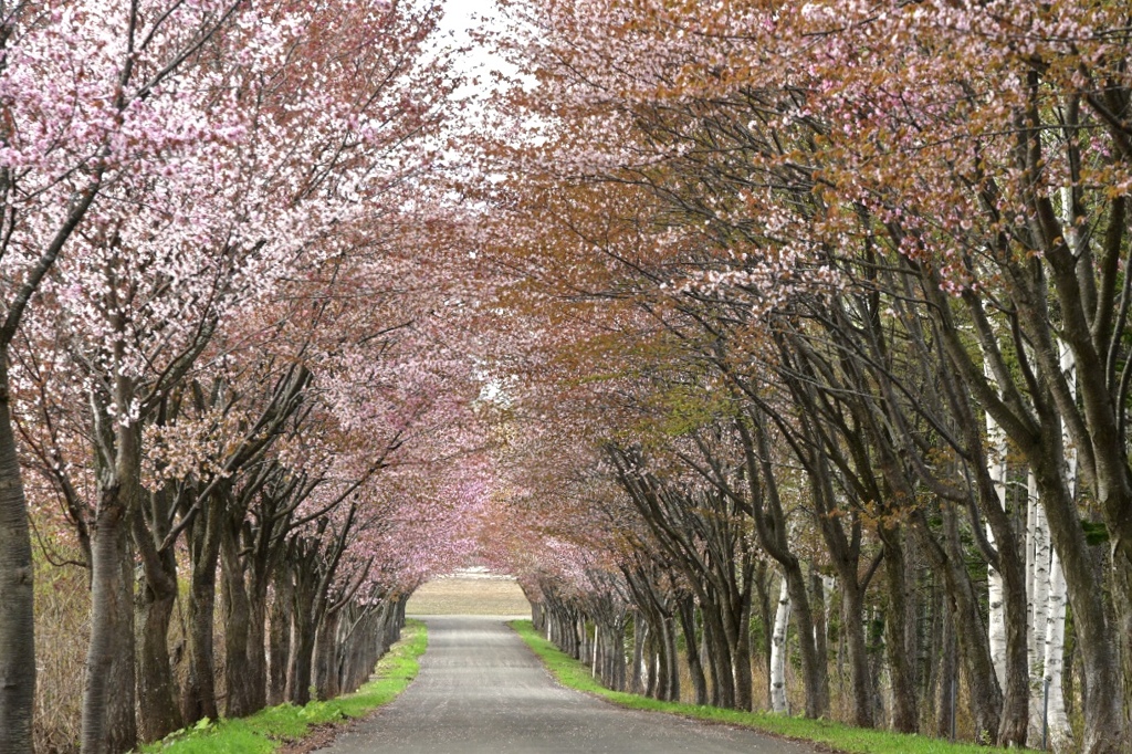 2018年見納めの桜2