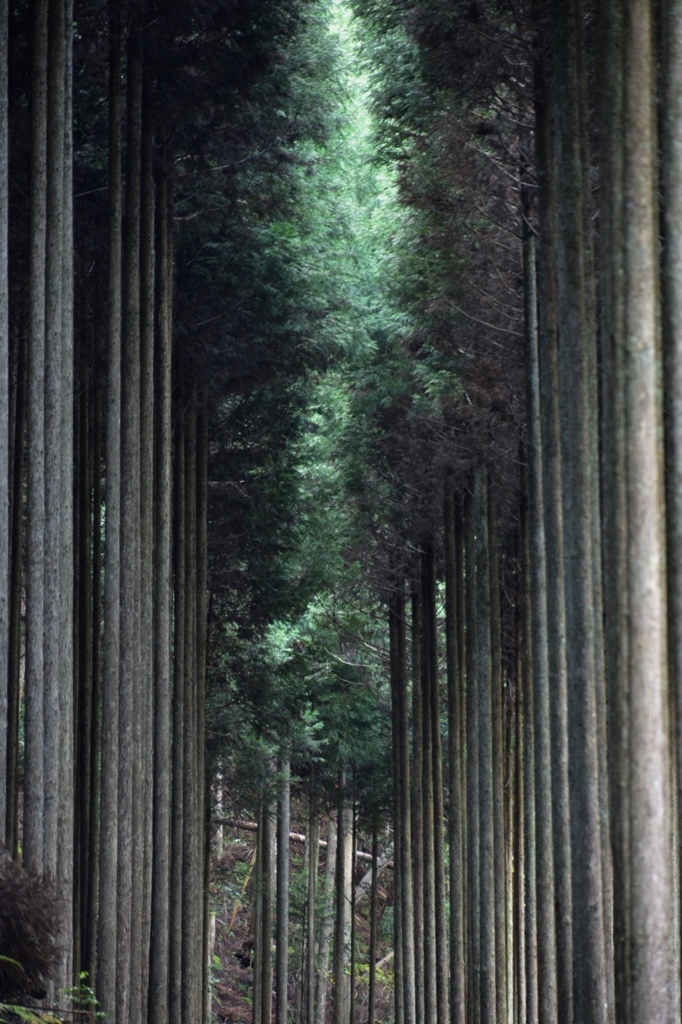 北山杉