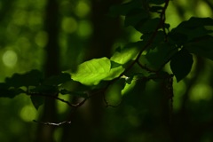 草と光のコラボ