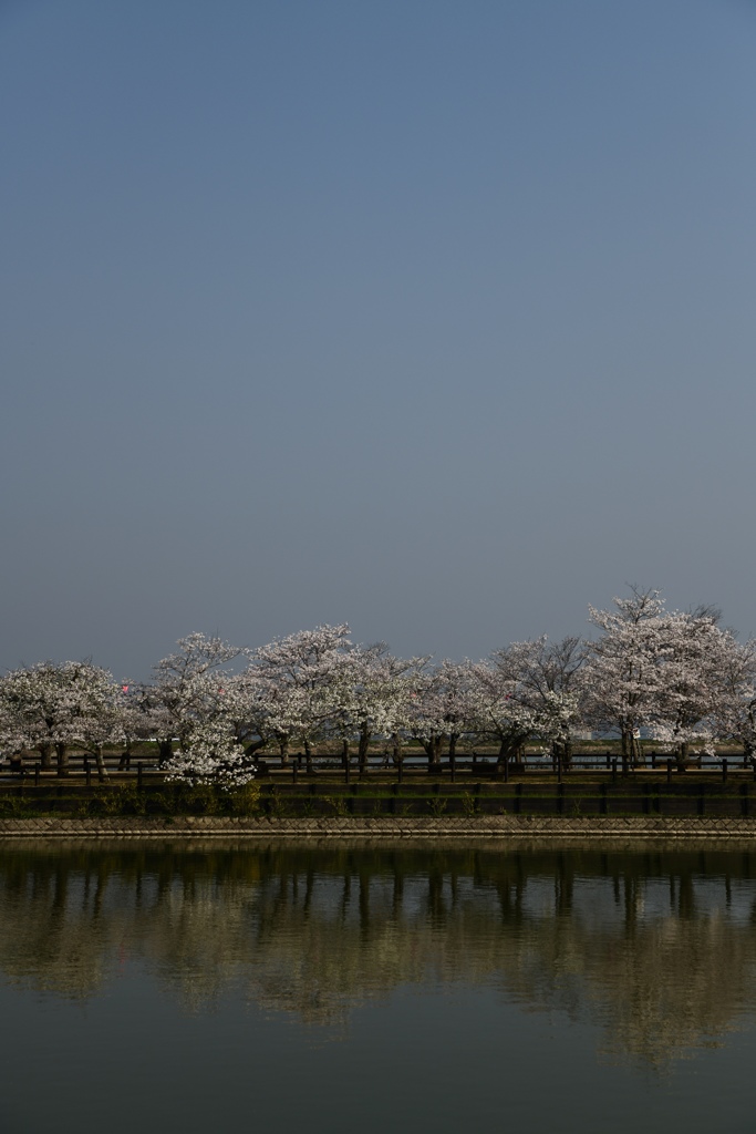 桜水鏡