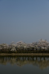 桜水鏡