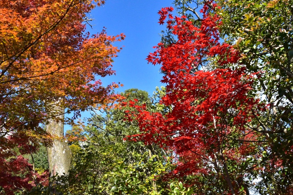 真紅の紅葉