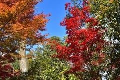 真紅の紅葉