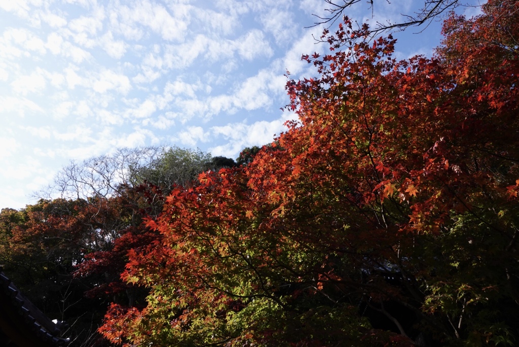 花の寺・紅葉