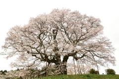 老一本桜